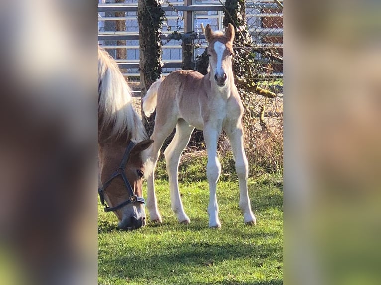 Haflinger Hengst  Fuchs in Borchen