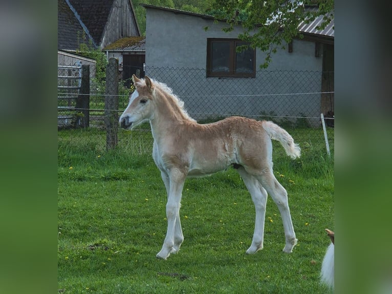 Haflinger Hengst  Fuchs in Borchen