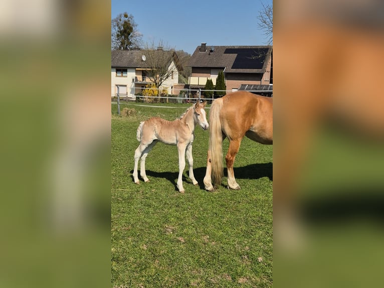 Haflinger Hengst  Fuchs in Borchen