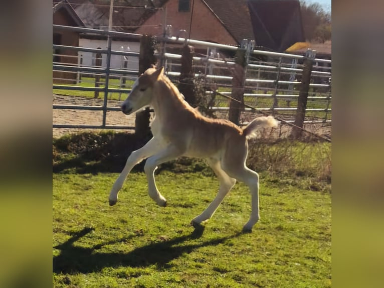 Haflinger Hengst  Fuchs in Borchen