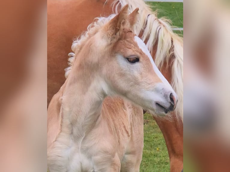 Haflinger Hengst  Fuchs in Borchen