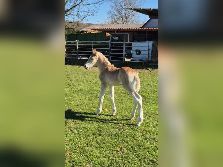 Haflinger Hengst  Fuchs in Borchen