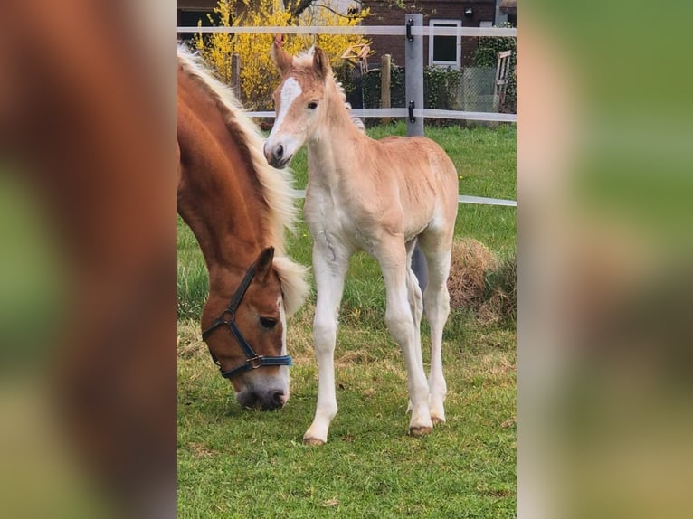 Haflinger Hengst  Fuchs in Borchen