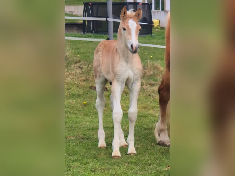 Haflinger Hengst  Fuchs in Borchen