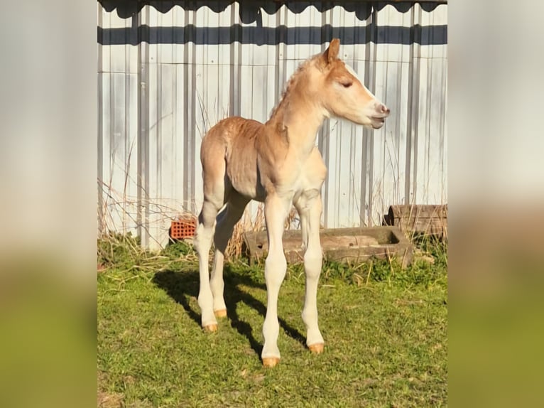 Haflinger Hengst  Fuchs in Borchen