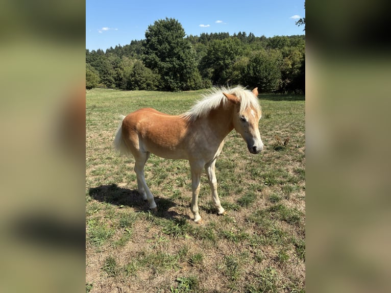 Haflinger Hengst Fohlen (04/2026) Fuchs in Straubenhardt
