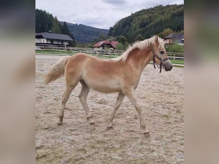 Haflinger Hengst  Fuchs in Neukirchen