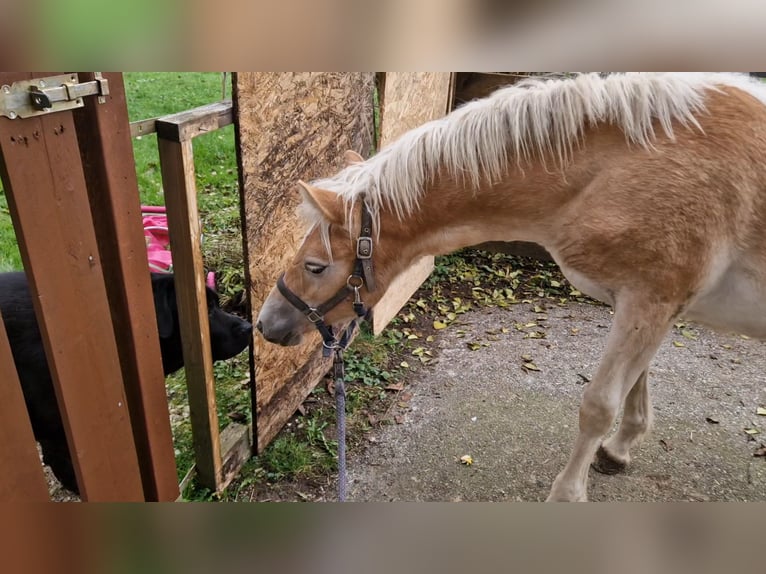 Haflinger Hengst  Fuchs in Neukirchen