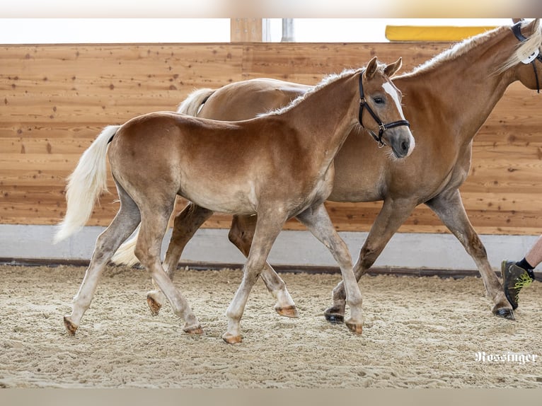 Haflinger Hengst Fohlen (03/2025) Fuchs in Sankt Martin am Tennengebirge