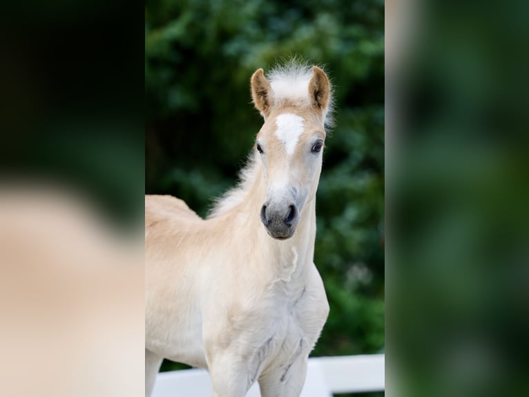 Haflinger Hengst Fohlen (05/2026) Fuchs in Wittingen