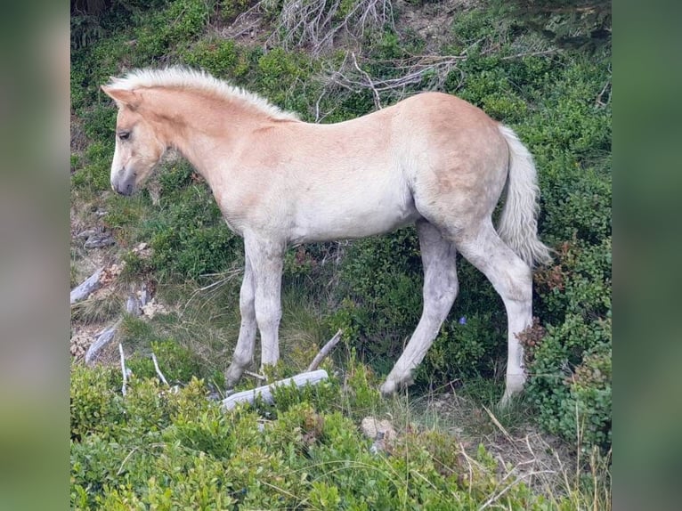 Haflinger Hengst Fohlen (04/2024) Fuchs in Großarl