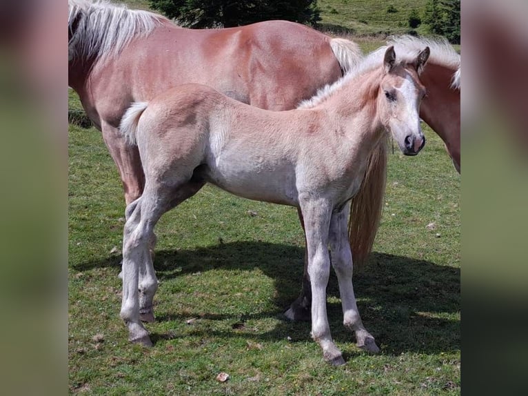 Haflinger Hengst Fohlen (04/2024) Fuchs in Großarl