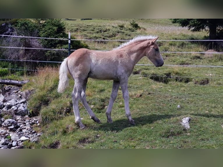 Haflinger Hengst Fohlen (04/2024) Fuchs in Großarl