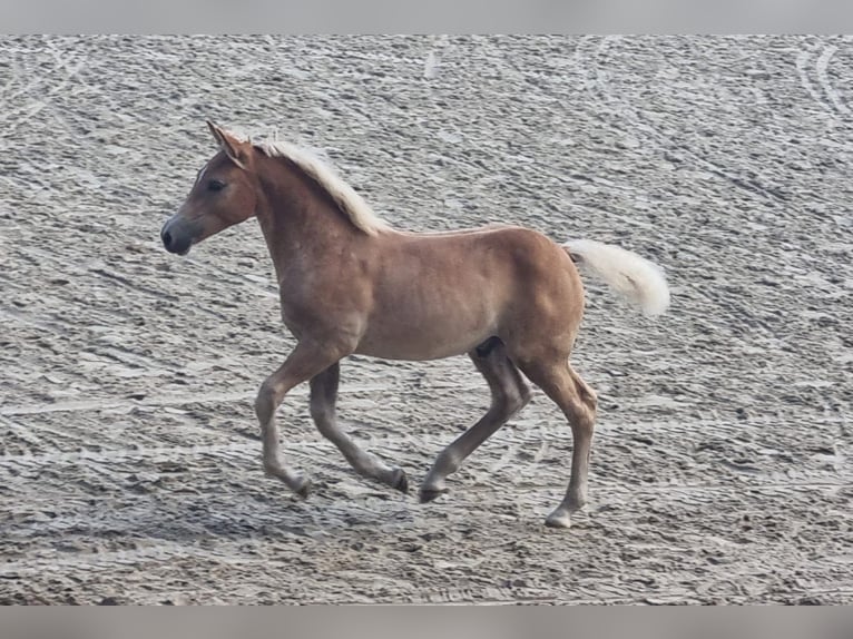 Haflinger Hengst Fohlen (05/2025) Fuchs in SchwanheideBoizenburg