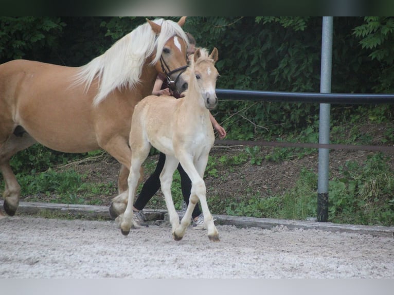 Haflinger Hengst Fohlen (04/2026) Fuchs in Döbeln
