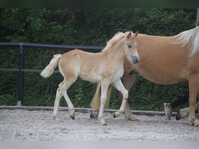 Haflinger Hengst Fohlen (04/2026) Fuchs in Döbeln