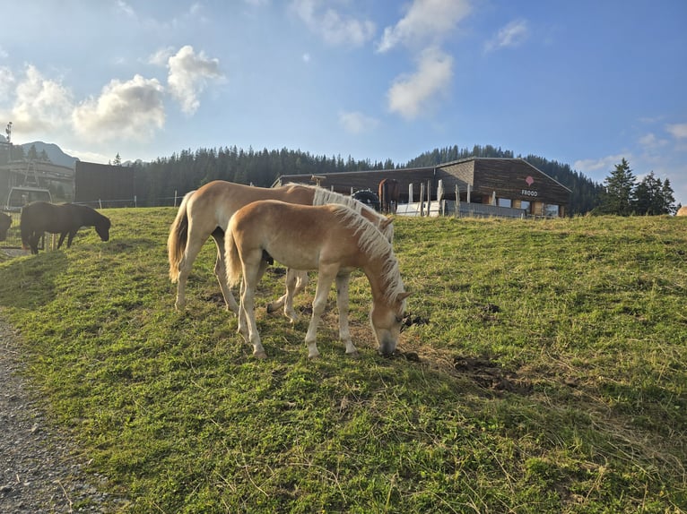 Haflinger Hengst Fohlen (02/2024) Fuchs in Bürserberg