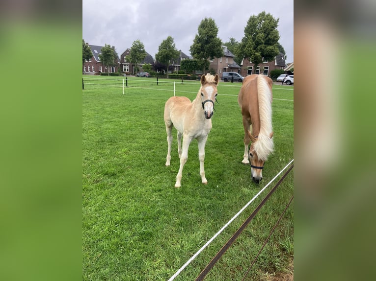 Haflinger Hengst  Fuchs in Haaksbergen