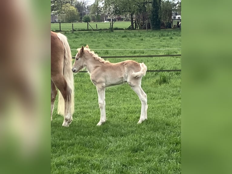 Haflinger Hengst  Fuchs in Haaksbergen
