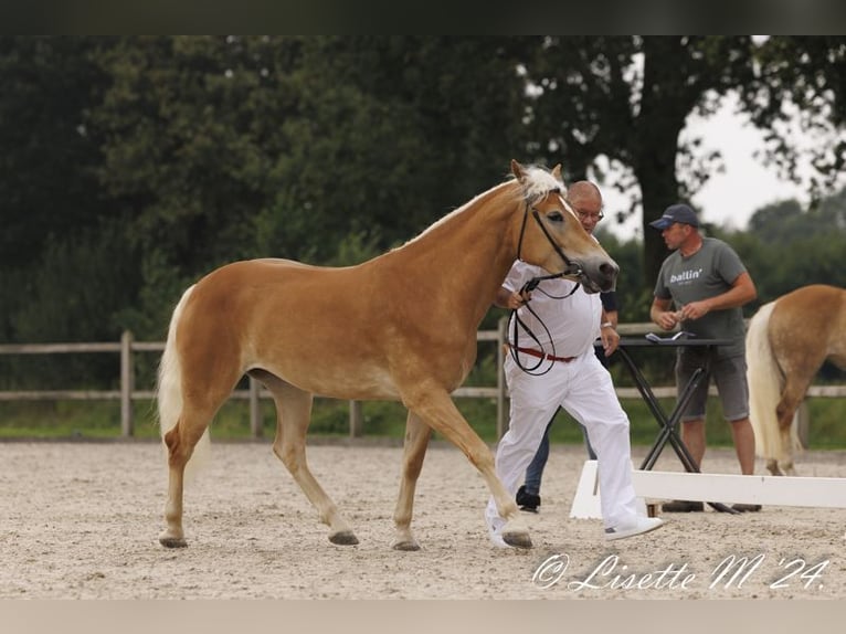 Haflinger Hengst  Fuchs in Haaksbergen