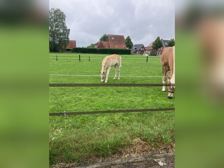 Haflinger Hengst  Fuchs in Haaksbergen