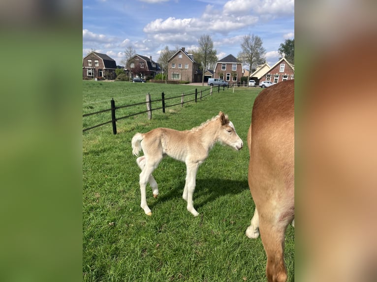 Haflinger Hengst  Fuchs in Haaksbergen