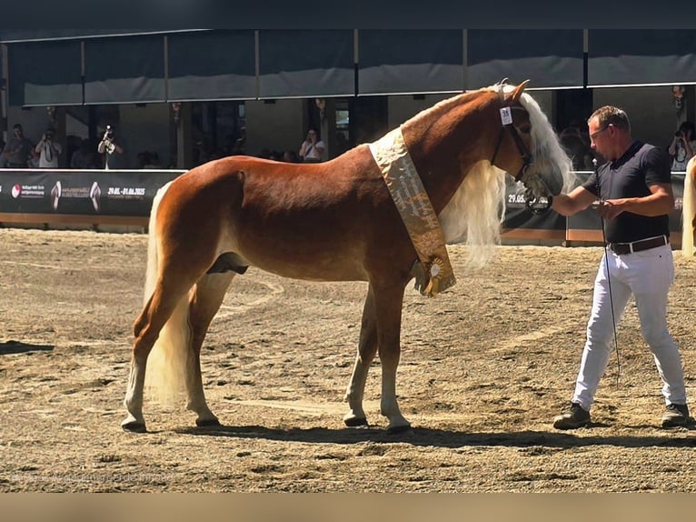 Haflinger Hengst  Fuchs in Haaksbergen