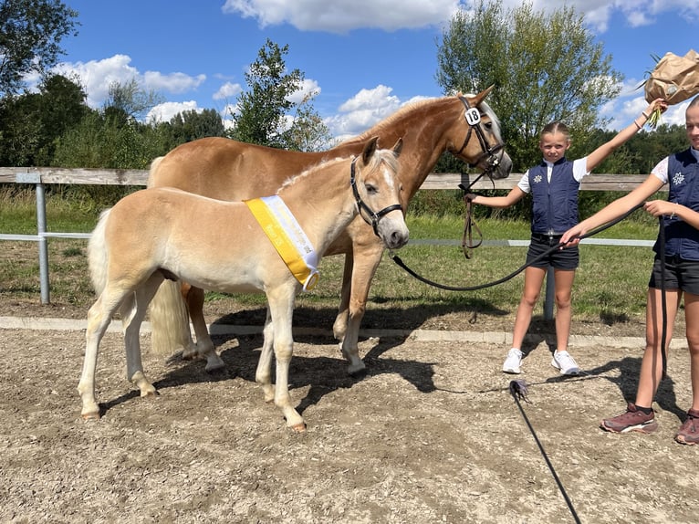 Haflinger Hengst Fohlen (05/2026) Fuchs in RaublingRaubling