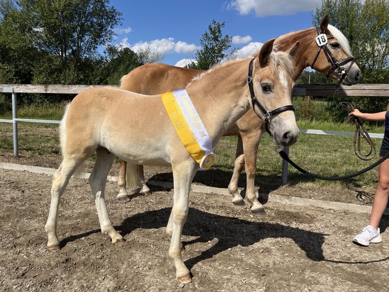Haflinger Hengst Fohlen (05/2026) Fuchs in RaublingRaubling