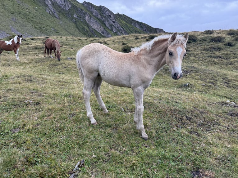 Haflinger Mix Hengst Fohlen (06/2026) Fuchs in Navis