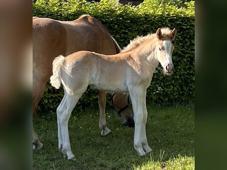 Haflinger Hengst Fohlen (04/2026) Fuchs in Nohfelden