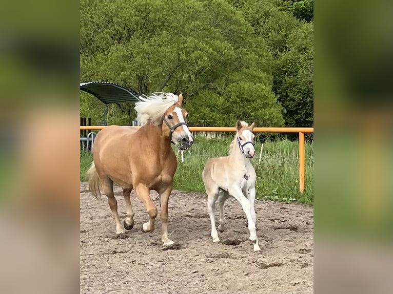 Haflinger Hengst Fohlen (04/2026) Fuchs in Nohfelden