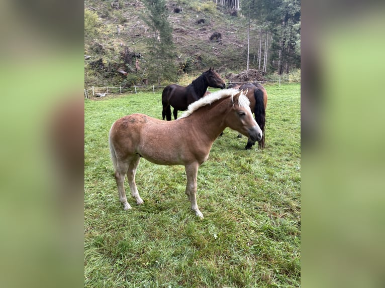 Haflinger Hengst Fohlen (03/2025) Fuchs in Rangersdorf