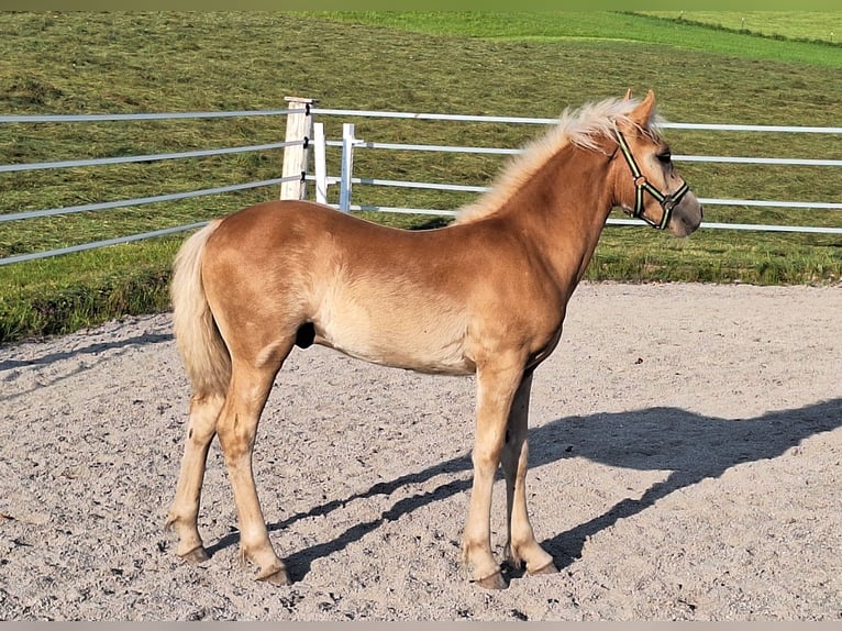 Haflinger Hengst Fohlen (04/2025) Fuchs in Leogang