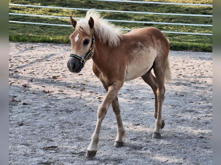 Haflinger Hengst Fohlen (04/2025) Fuchs in Leogang