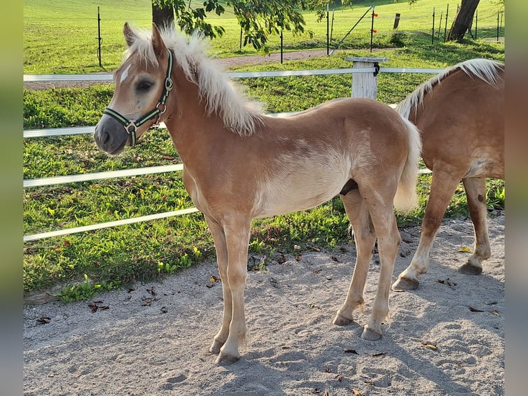 Haflinger Hengst Fohlen (04/2025) Fuchs in Leogang