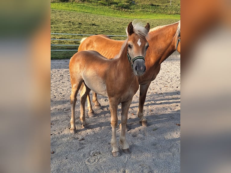 Haflinger Hengst Fohlen (04/2025) Fuchs in Leogang