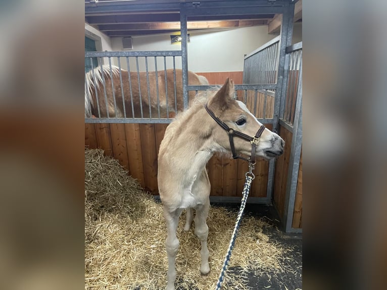 Haflinger Hengst Fohlen (02/2026) Fuchs in Thaur