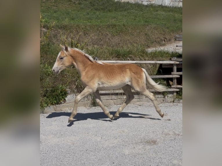 Haflinger Hengst Fohlen (02/2026) Fuchs in Thaur