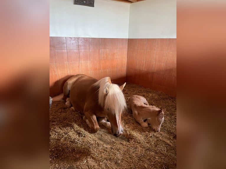 Haflinger Hengst Fohlen (02/2026) Fuchs in Thaur