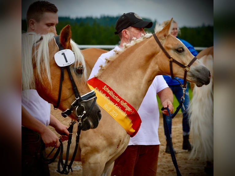 Haflinger Hengst Fohlen (03/2025) Fuchs in Bad W&#xF6;rishofen