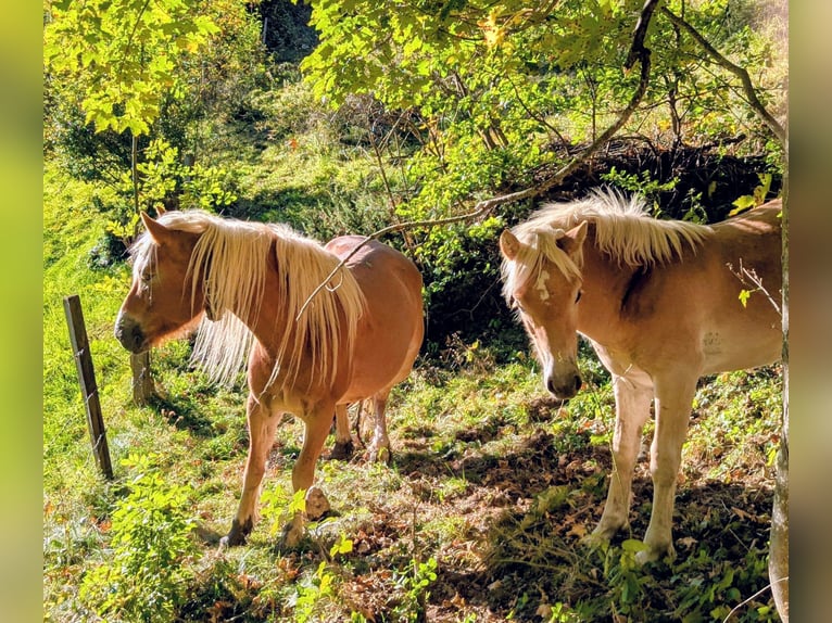 Haflinger Hengst Fohlen (03/2026) Fuchs in Großarl