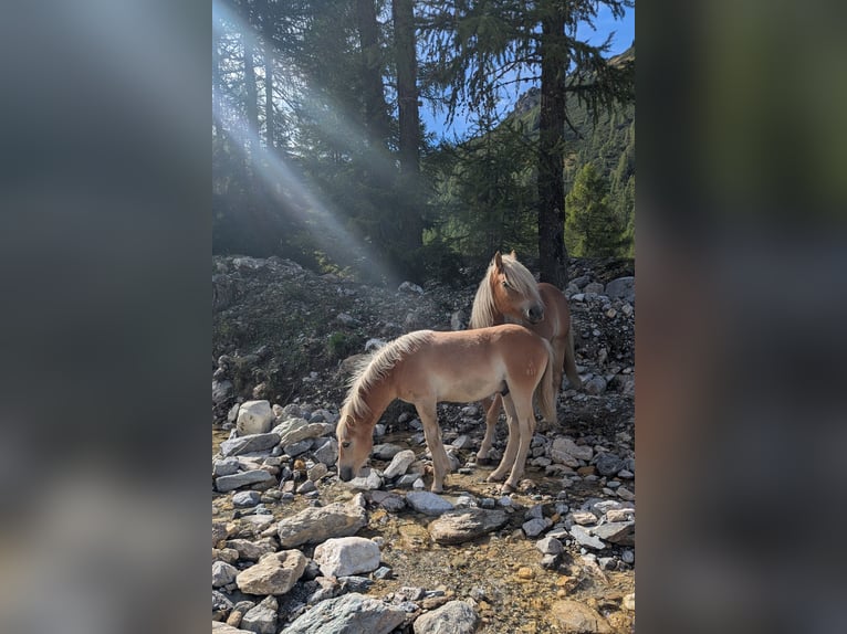 Haflinger Hengst Fohlen (03/2026) Fuchs in Großarl