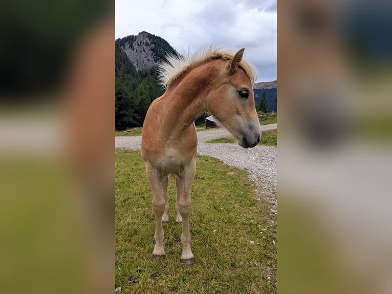 Haflinger Hengst Fohlen (03/2026) Fuchs in Großarl