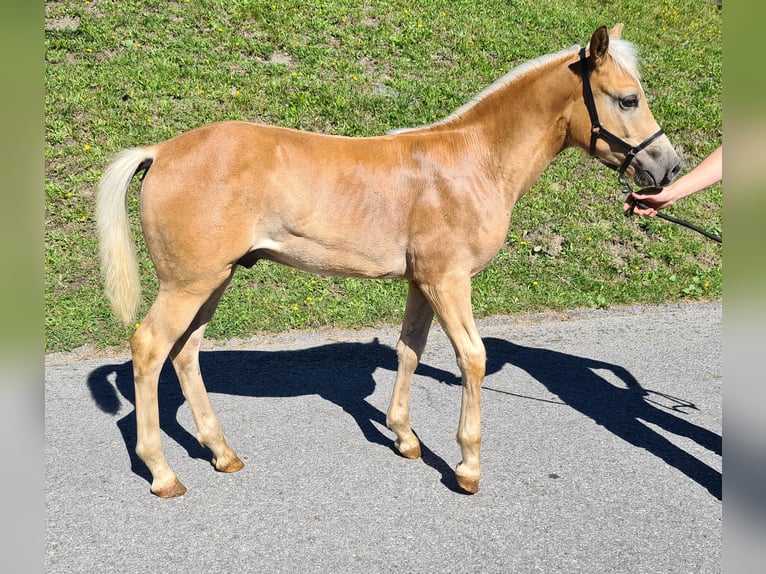 Haflinger Hengst Fohlen (04/2026) Fuchs in Oetz