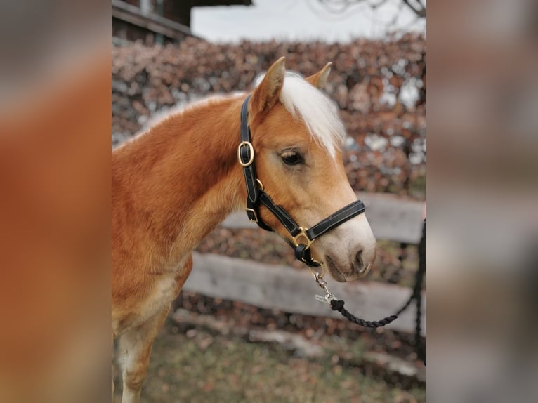 Haflinger Hengst Fohlen (04/2025) Fuchs in Niedernsill