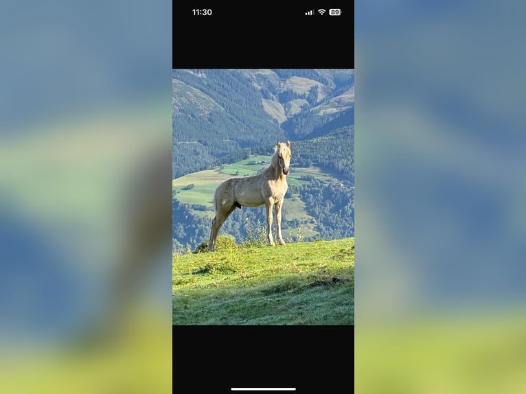 Haflinger Hengst Fohlen (04/2025) Fuchs in Niedernsill
