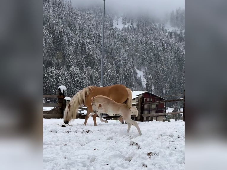 Haflinger Hengst Fohlen (04/2024) Fuchs in Klösterle