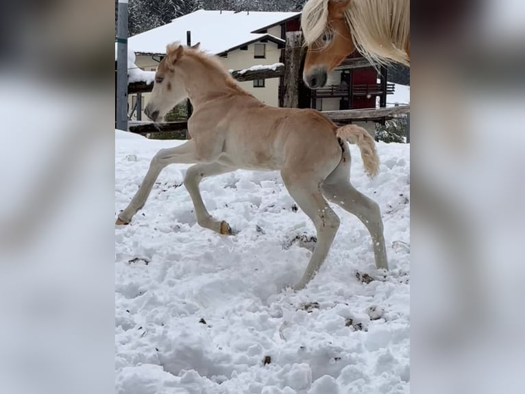 Haflinger Hengst Fohlen (04/2024) Fuchs in Klösterle