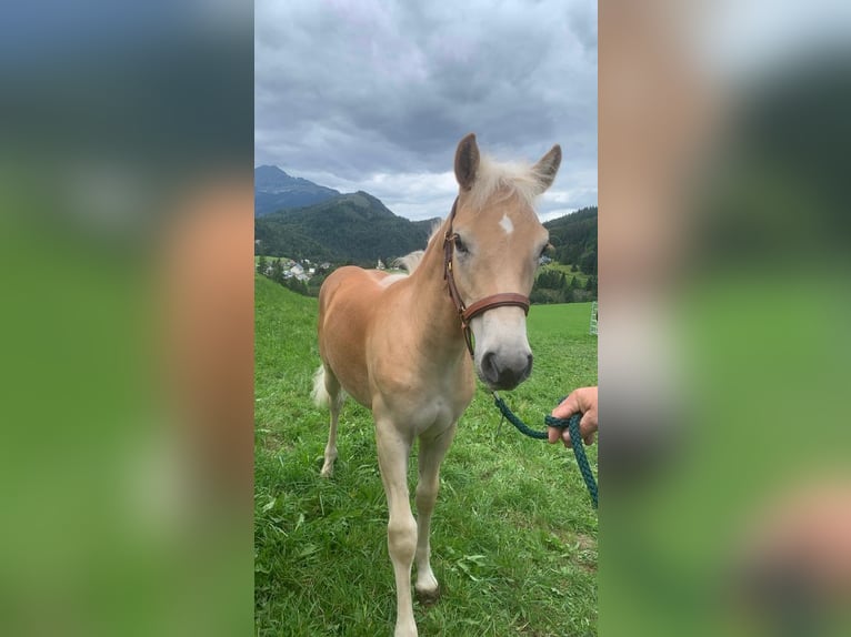 Haflinger Hengst Fohlen (03/2025) Fuchs in Peisching
